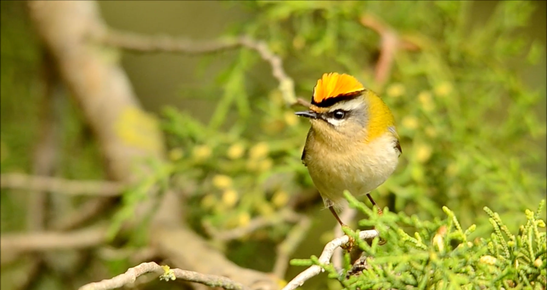 Finding Firecrest